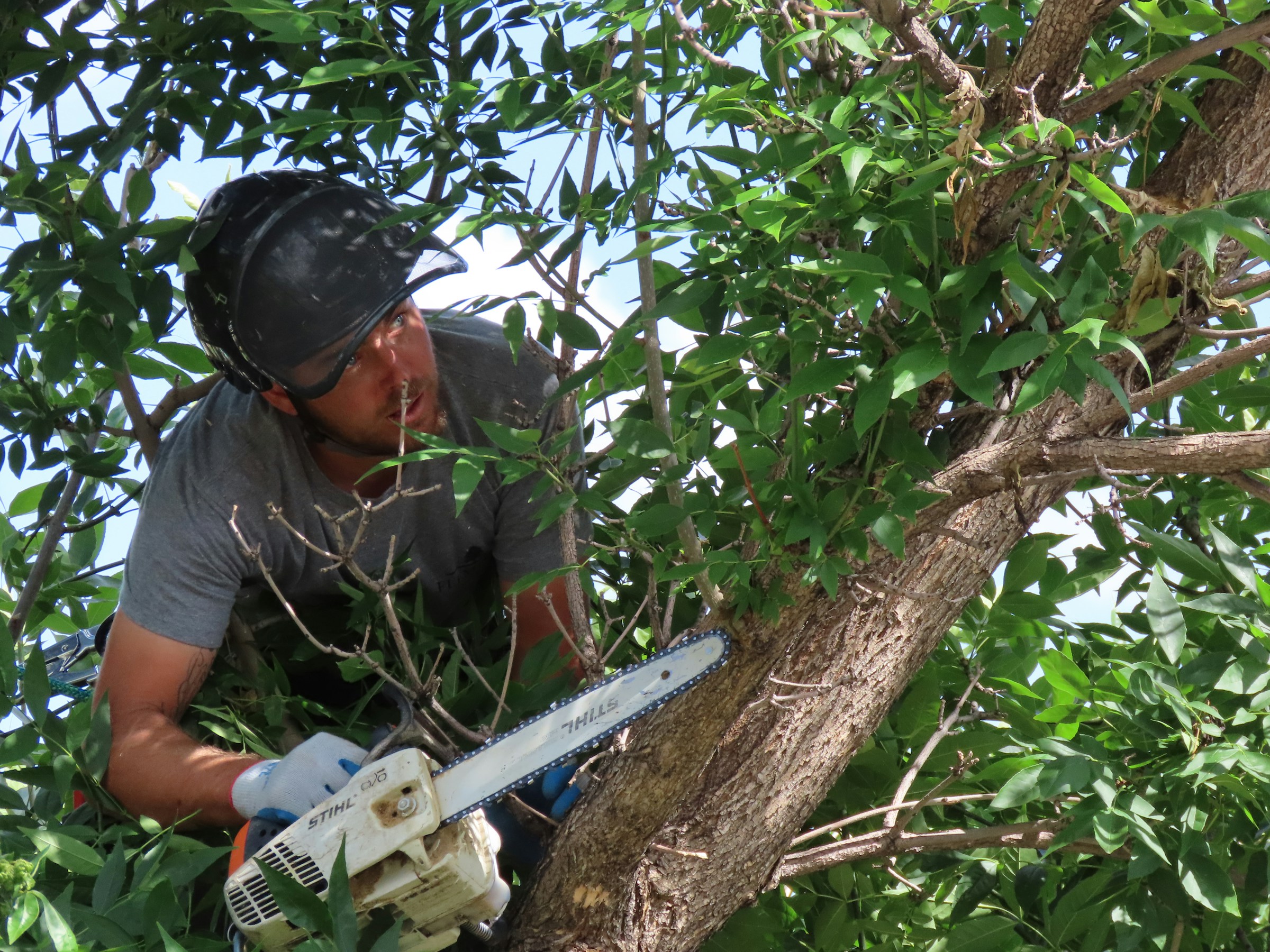 Crew member clearing storm-damaged tree limbs
